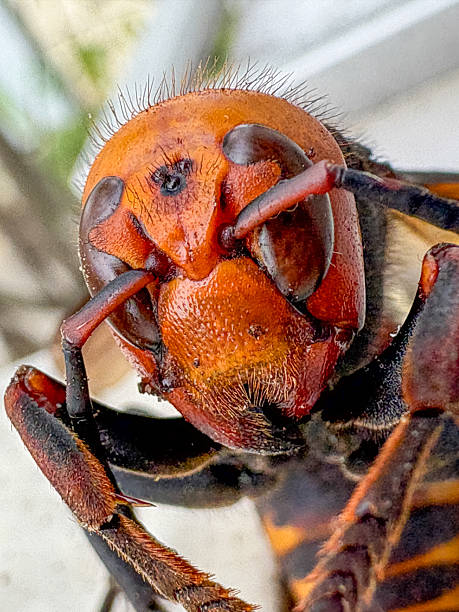 istock Japanese Giant Hornet 2211096414