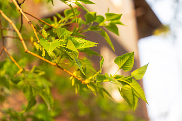 A vivid close-up of fresh green leaves growing on a thin tree branch, illuminated by golden sunlight. The background features a soft blur of a building, creating a warm, natural scene that evokes the energy of springtime. This image is ideal for use in seasonal themes, eco-friendly promotions, wellness content, and natural backgrounds.