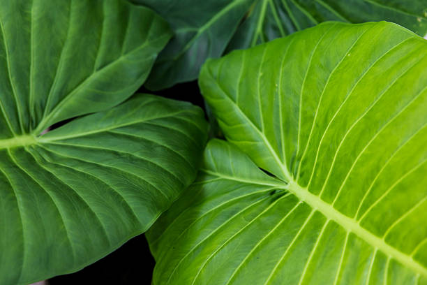 Close-up photos of a tropical green leaf