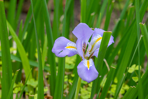 The subgenus Hermodactyloides of Iris includes all reticulate-bulbed bulbous irises. It was formerly named as a genus, Iridodictyum.