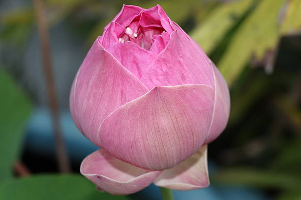 istock Elegant pink lotus bud 2211098686