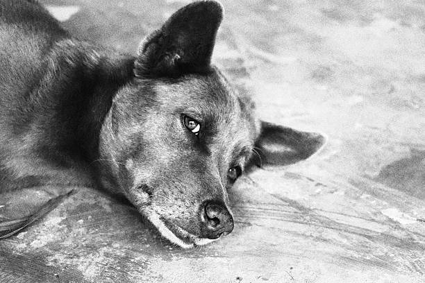 istock Pensive look of a monochrome dog 2211098739