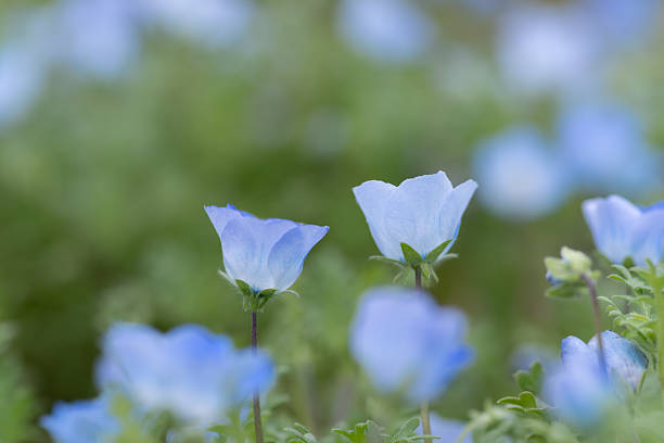 istock Beautiful Nemophila in bloom 2211100471