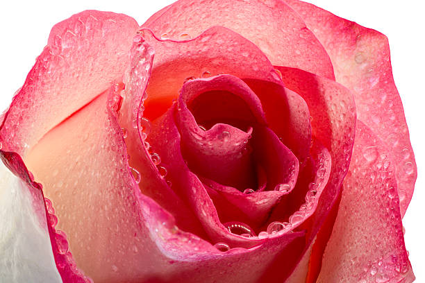 istock Close up rose isolated on white background 2211100508