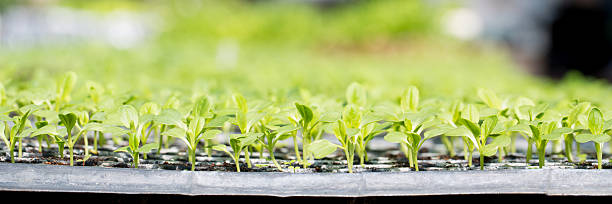 istock Smart farming seedling green plant pot ensuring techniques hydroponic salad vegetables fresh sustainable produce agriculture promotes healthy eating support farmer living local community non gmo 2211101095