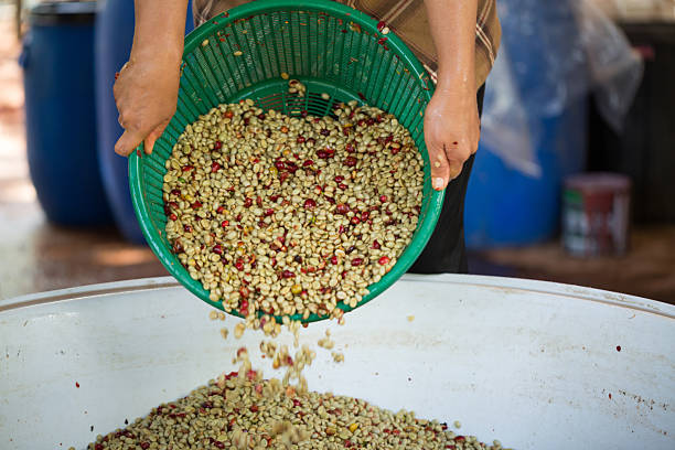 istock Close up smart farmer techniques hand coffee bean machinery roast apparatus dry sunlight tool sunbeam sunray sunshine fresh garden produce agriculture promotes farmer concept farm blur background 2211101171