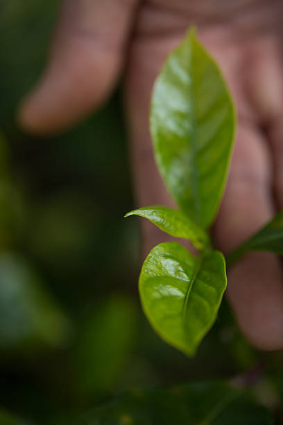 istock Smart hand farming techniques hydroponic fresh garden produce agriculture promotes farmer concept seedling coffee pot fresh green plant tree farm growth blur background organic garden cultivate 2211101238