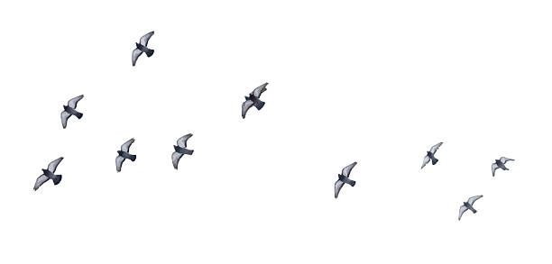 istock A flock of birds flying in a line 2211101323