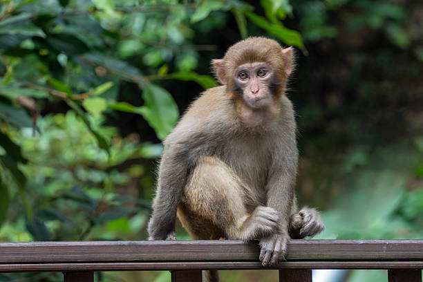 istock Monkeys in the Wildlife Park 2211101517