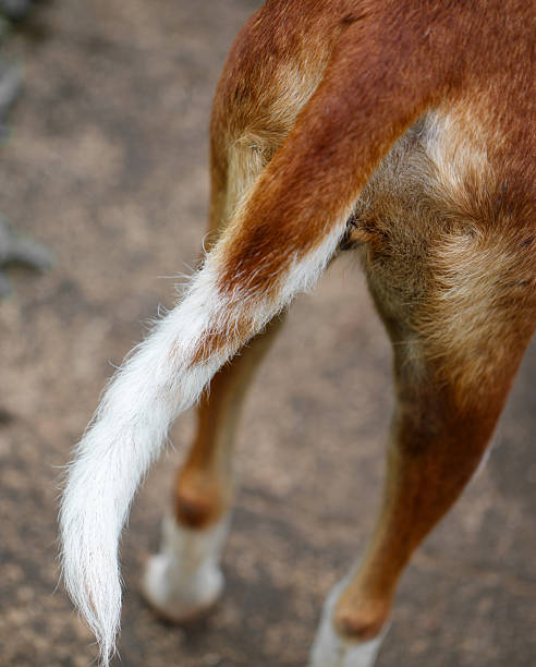 A dog's tail is shown in a close up. The tail is brown and white, and it is dirty