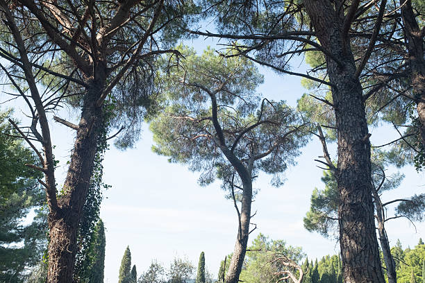 A breathtaking view of tall trees forming a dense canopy against a bright blue sky. The scene captures the beauty of a lush, green forest bathed in sunlight. High quality photography