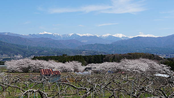 istock Sakura, Nagano, Japan 2211104356