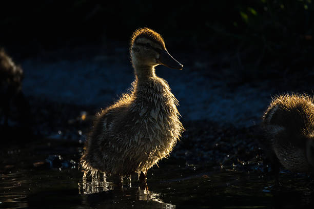 duckling