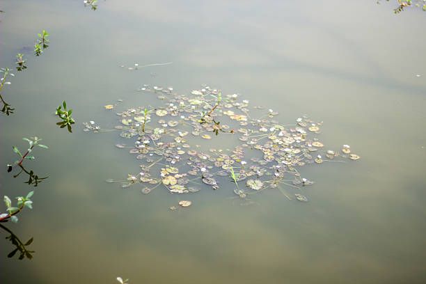 A pond with many small green leaves creates a background wallpaper