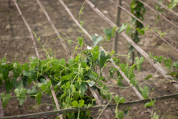 istock A small gourd is hanging in the bamboo fence 2211109299