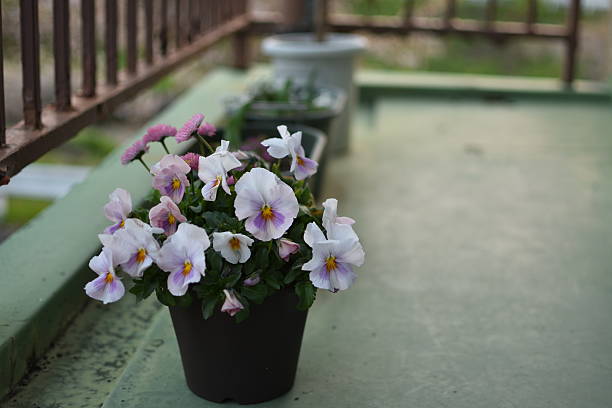 Viola is a flowering plant in the violet family Violaceae. They are perennials, but they are usually treated as annuals, invaluable for fall, winter and spring. Violas are heart-shaped or kidney-shaped and their colors include yellow, orange, blue, scarlet, white and violet, or multi-colored.