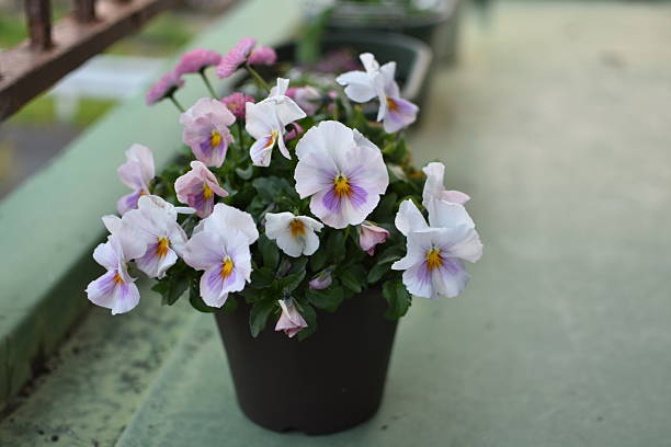 Close up beautiful pansies in flower pots blooming on the balcony in spring