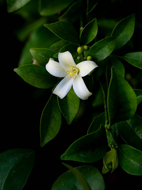 Single Orange Jessamine Bloom in Darkness, Revealing Stamen and Bud