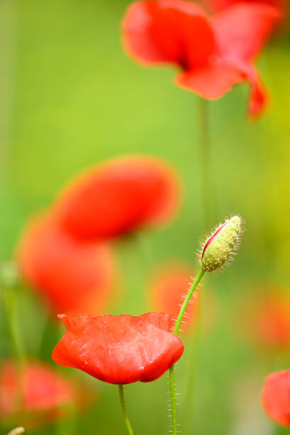 Poppy red flower close-up view. White background, copy space available on the right. Galicia, Spain.