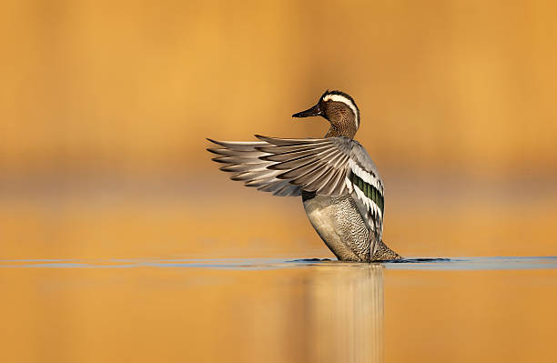 istock Garganey bird ( Spatula querquedula ) close up - male 2211115699