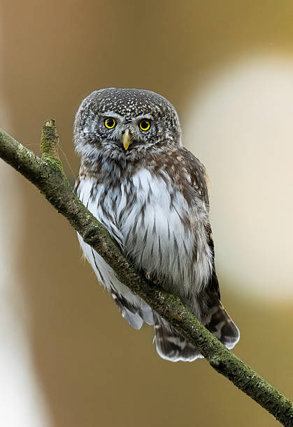 istock Eurasian pygmy owl ( Glaucidium passerinum ) 2211115701