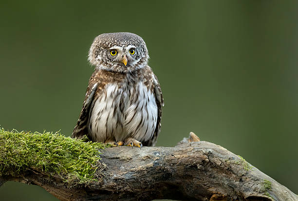 istock Eurasian pygmy owl ( Glaucidium passerinum ) 2211115797