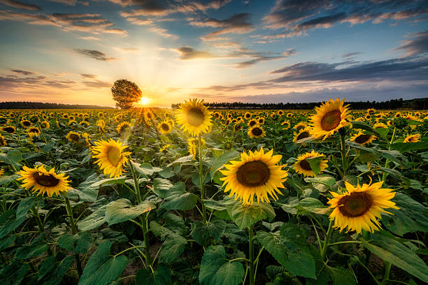 istock Beautiful sunset over sunflowers field 2211116499