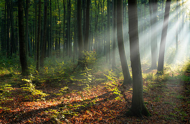 istock Beautiful sunny morning in the green forest 2211116568