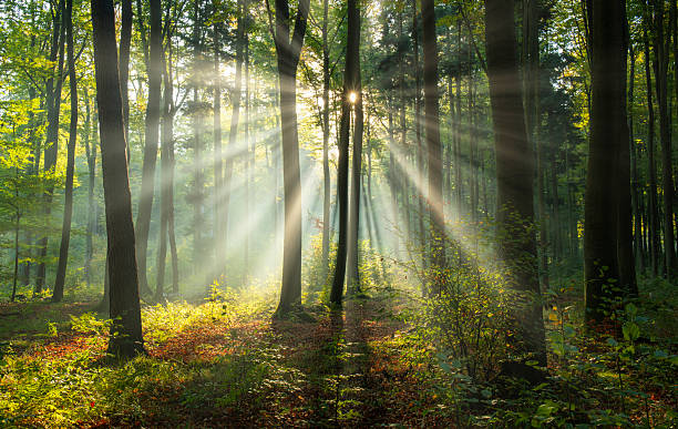 istock Beautiful sunny morning in the green forest 2211116600