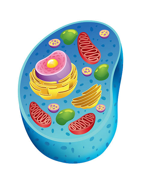 istock Animal cell anatomy infographics with detailed educative diagram and labelled elements realistic vector illustration 2211117069