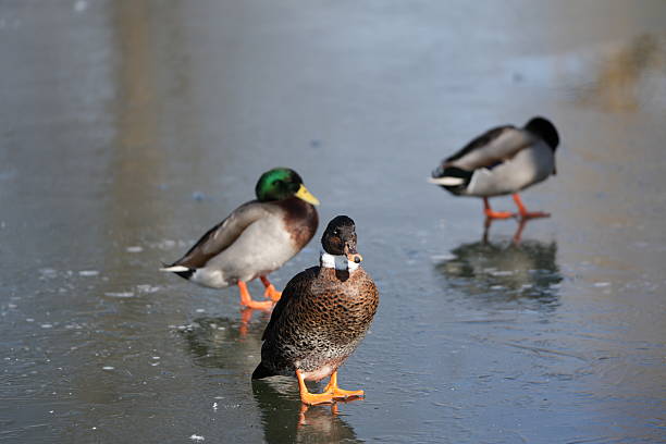 A medium shot captures three ducks of varying breeds standing on a partially frozen body of water. The foreground is dominated by a striking Duclair duck, easily identifiable by its rich, dark brown and white patterned plumage and a clean white bib that extends up its neck. To the left and slightly behind it stands a male Mallard duck (drake), showcasing its characteristic iridescent green head, bright yellow bill, and grey body. In the blurred background, another duck, possibly a Swedish Blue with its predominantly grey plumage or a female Mallard, stands facing away. The icy surface beneath the ducks reflects the muted winter light and shows subtle textures and wet areas, hinting at the cold conditions. The background is softly blurred, keeping the focus firmly on the trio of waterfowl and emphasizing their presence in the winter landscape. This image showcases the beauty and variety of waterfowl in a serene, cold environment.