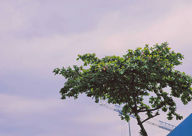 Lush green tree branches against a pale overcast sky background