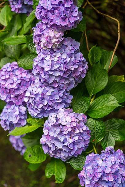 Vibrant Blue and Purple Hydrangea Petals Blooming Against a Soft Green Leaf Bokeh Background.