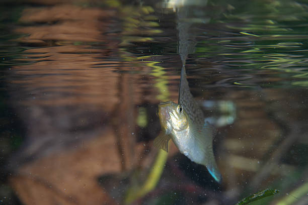 istock Sailfin molly displaying large fins 2211119691