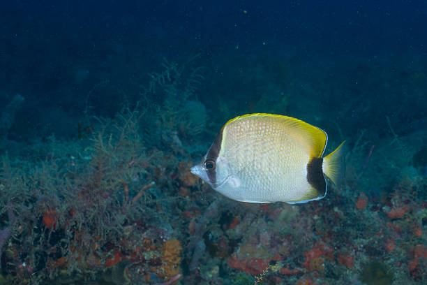 Reef butterflyfish swimming in beautiful reef