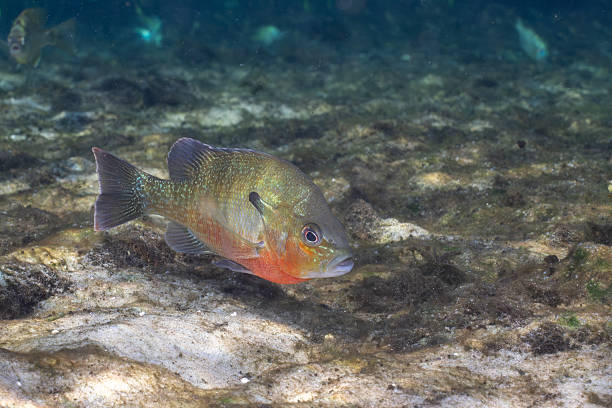 istock Redbreast sunfish in a natural spring 2211119823