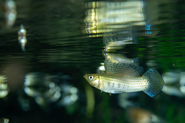 istock Male sailfin molly displaying to female 2211119827