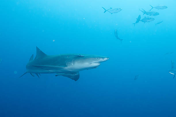 istock Lemon shark in blue open ocean 2211121152