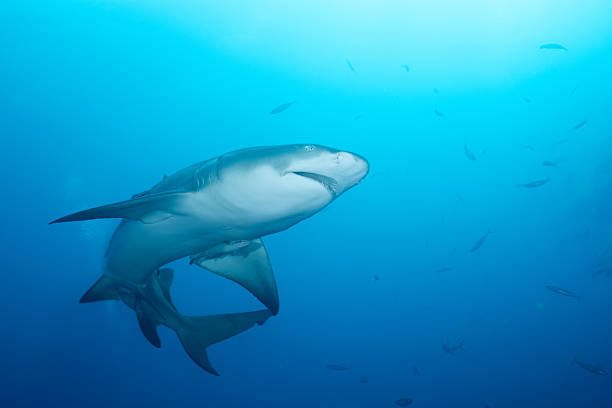 istock Lemon shark swimming in the ocean 2211121206