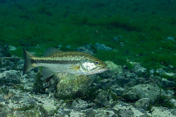 istock Florida bass in a clear spring 2211121279