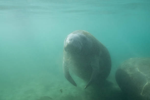 istock Manatee swimming in a sunny spring 2211121280