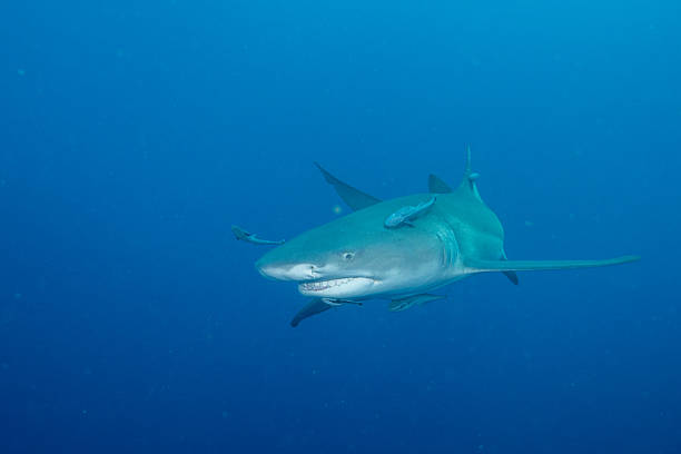 istock Lemon shark swimming in the ocean 2211121292