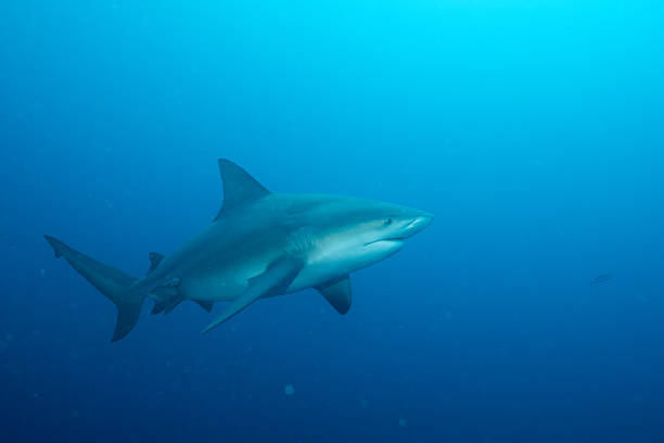 istock Bull shark swimming in open ocean 2211121453