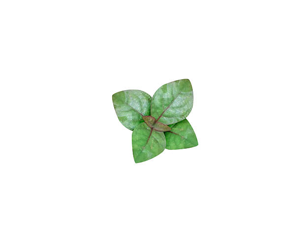 istock Cyathula prostrata or prostrate pastureweed plant with leaves 2211121847