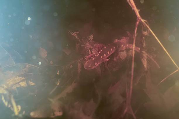 Spotted salamander underwater in vernal pool