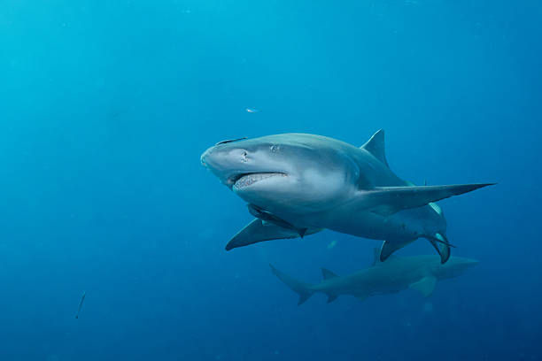 istock Two lemmon sharks in the ocean 2211121872