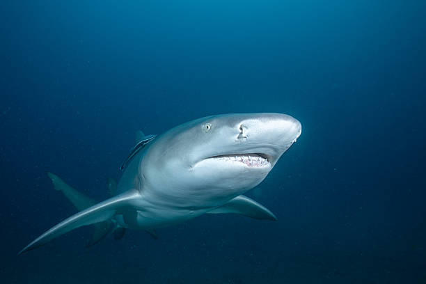 istock Lemon shark swimming over ocean floor 2211121950