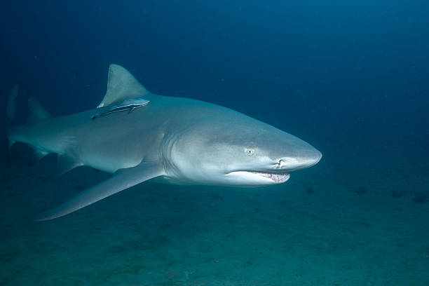 istock Lemon shark swimming over ocean floor 2211122117