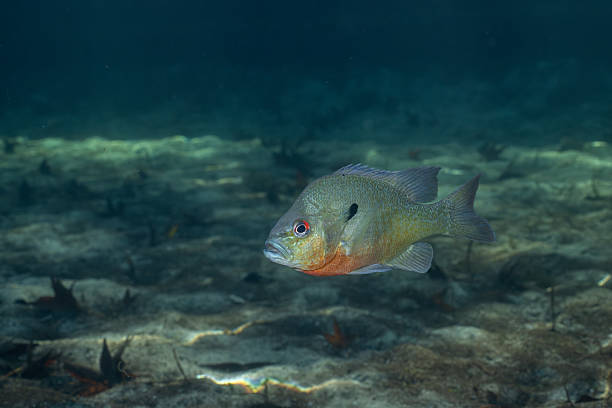 istock Redbreast sunfish in a natural spring 2211122349
