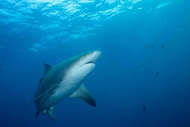 istock Bull shark swimming in open ocean 2211122475